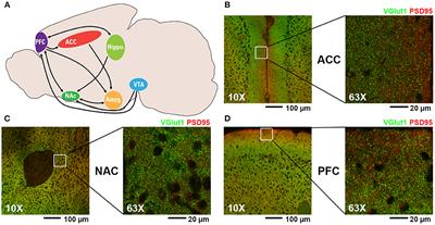 Alterations in Excitatory and Inhibitory Synaptic Development Within the Mesolimbic Dopamine Pathway in a Mouse Model of Prenatal Drug Exposure